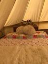 Bluebell Bell Tent In The Broads National Park