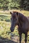 Gunnag�rd & Glamping