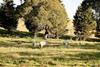 Somerton Park: Idyllic Escape In The Highlands