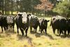 Somerton Park: Idyllic Escape In The Highlands