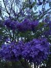 Jacaranda Country Motel