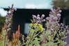 Poppy Wooden Glamping Pod