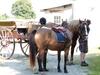 G�te Et Relais Equestre De Marie