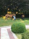 Bed & Breakfast Manoir De Benerville