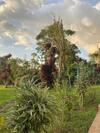Apartamento Bird Paradise
