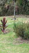 Apartamento Bird Paradise