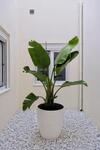 Apartamento Urban Oasis La Palma