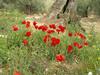 Villa La Molina Del Olivar - Peaceful Location