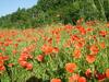 Agroturismo Agriturismo C� Rossano