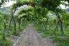 Agroturismo Tenuta La Pergola