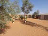 Camel Trek Bivouac In Merzouga