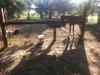 Agroturismo Chacara Santa Barbara
