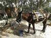 Agroturismo La Casona De Requijada