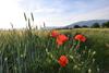 Bed And Breakfast Villa Novella