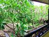 Hotel Legian Paradiso