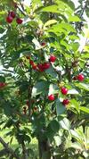 Agroturismo P� Delle Buche