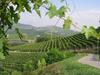 Agroturismo Cascina Sciulun