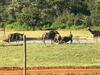 Lodge Olievenfontein Private Game Reserve