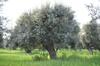 Agroturismo Masseria Costanza