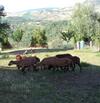 Bed & Breakfast Casa Taiola