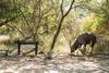 The River Lodge At Thornybush