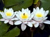 Bed & Breakfast Rapaura Watergardens