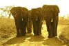 Esiweni Luxury Safari Lodge