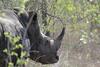 Hostal Rhino Walking Safaris