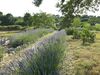 Agroturismo Podere Papilio