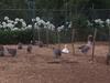 Agroturismo Quinta Das Faias