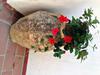 Bed & Breakfast Mediterraneo Guest House