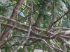 Lodge Caba�as Ecologicas Tumben Ha