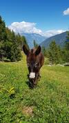 Hostal Gasthof Edelweiss