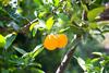 Bed & Breakfast L' Arancio In Fiore