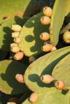 Agroturismo El Jard�n De Los Sue�os