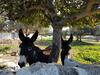 Agroturismo Masseria Villa Modica
