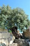 Bed & Breakfast Al Palmento Cruillas