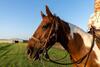 Hotel Wildcatter Ranch And Resort