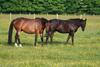 Bed & Breakfast Chambre D'hotes Les Macheti�res