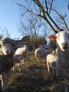 Agroturismo Chambres D'h�te Les Jardins de Prasserat