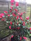 Homestay Norwich