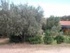 Agroturismo L'ulivo