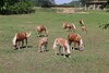 Agroturismo Tenuta Le Sorgive Agriturismo