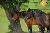 Agroturismo La Ferme D'a Yaaz