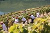 Hotel Quinta Nova - Luxury Winery House