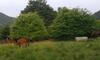 Villa Farmhouse Rosehip Romania Brasov