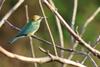 Posada Birds Paradise Inn