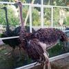 Esterahat Al Faisal ( Farm House)