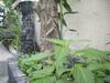 Hotel Gusti Homestay Kerobokan