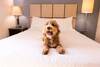 Hotel Candlewood Suites Boston-burlington